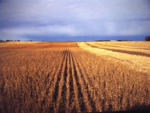 Soybeans