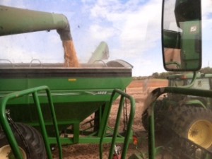 Soybeans.Tractor