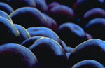 blueberries