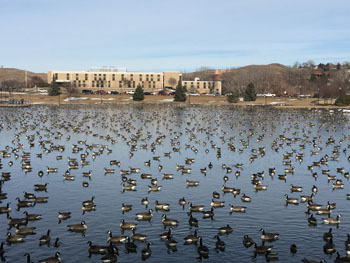 Pierre geese 3 final