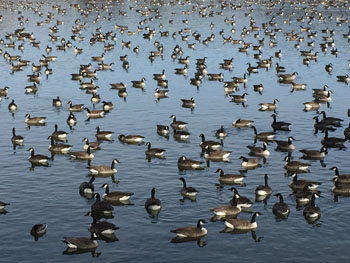 Pierre geese final