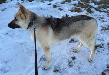 Zeus profile final