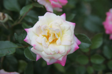 rose digital