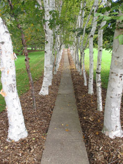 endless trail