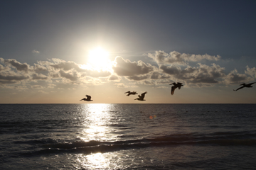 pelicans at sea