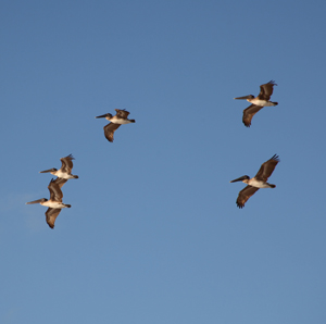 pelicans